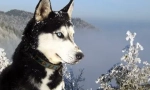 Jak učit husky zpěv, házení a mluví: efektivní metody